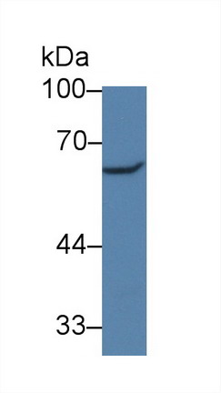 10081