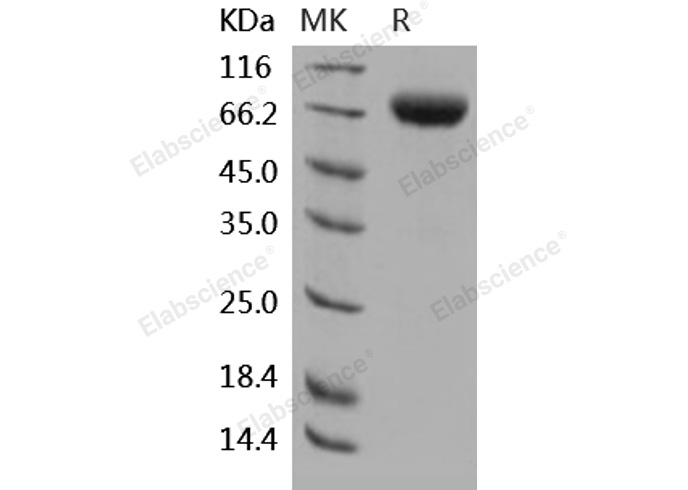 Валидация Elabscience PKSH031921(2532)