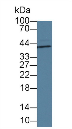 14833