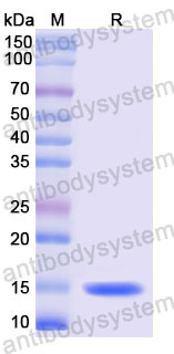 Валидация SDS-PAGE - AntibodySystem RVV21604