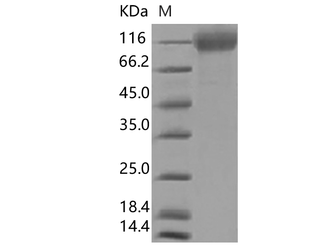 Валидация Elabscience PKSV030348(6082)