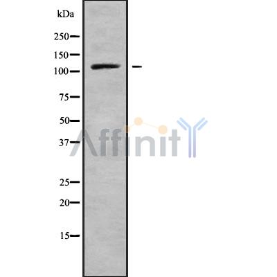 Валидация Affinity DF10161 - 5693