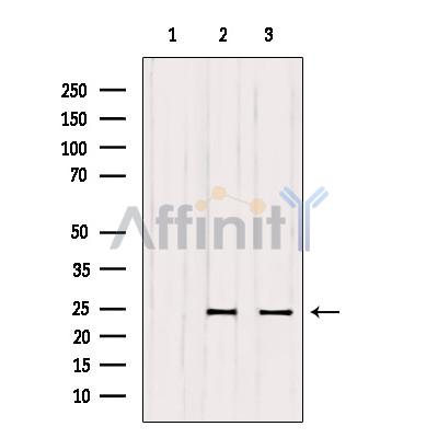 Валидация Affinity DF4407 - 15898