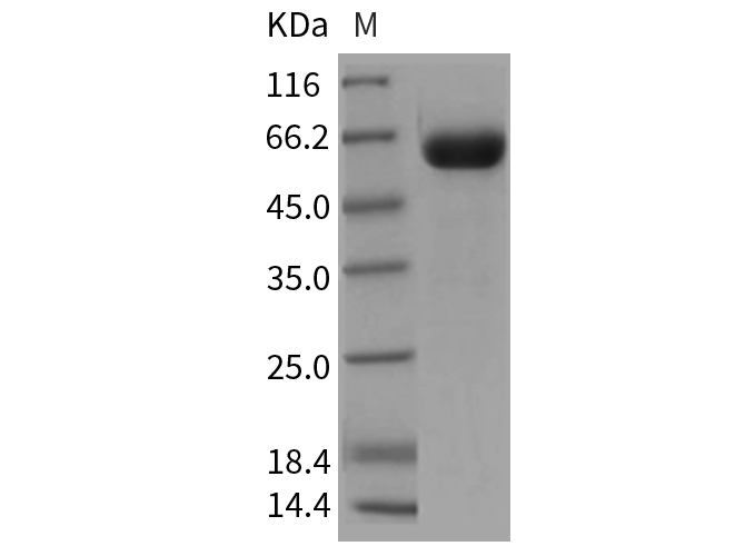 Валидация Elabscience PKSR030360(5699)