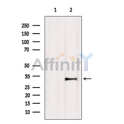 Валидация Affinity DF7137 - 18786