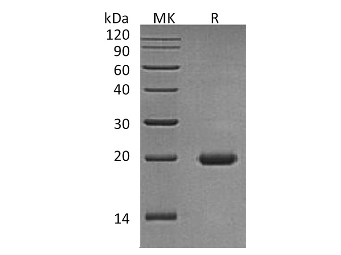 Валидация Elabscience PKSH033627(3913)