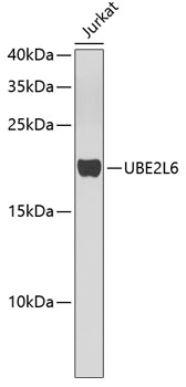Валидация Elabscience E-AB-67611