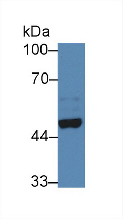 10084