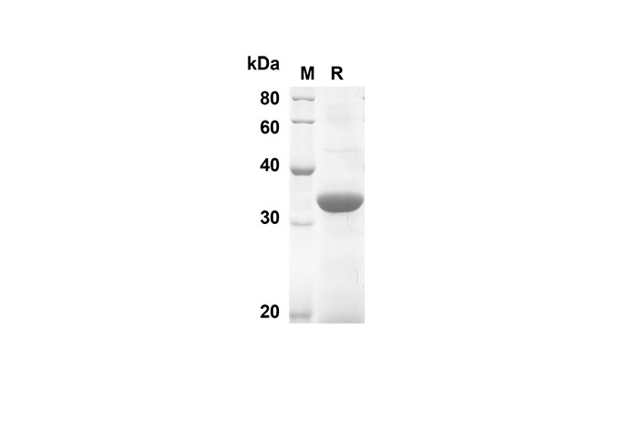 Валидация Elabscience PDEM100122(476)