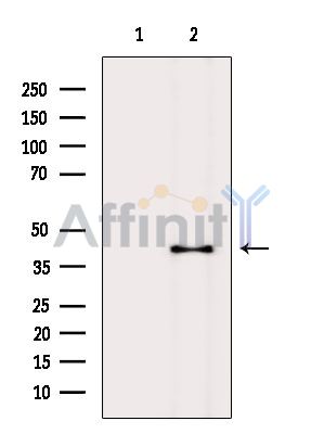 Валидация Affinity DF15271 - 11560