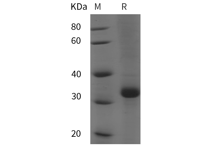 Валидация Elabscience PDEH101021(423)
