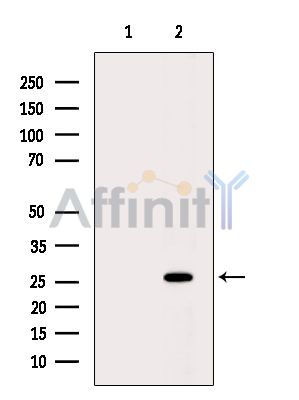 Валидация Affinity DF15365 - 11676