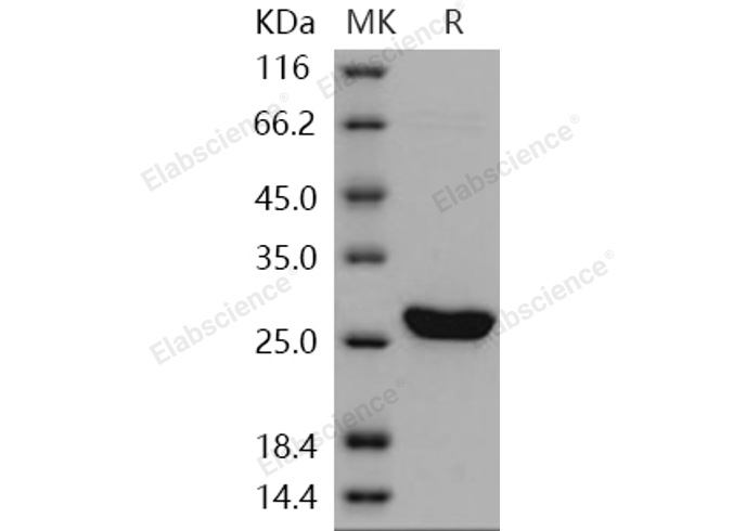 Валидация Elabscience PKSH031053(1850)