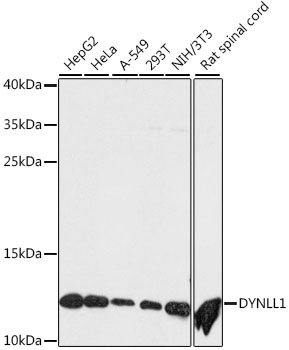 Валидация Elabscience E-AB-66295
