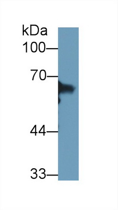 13428