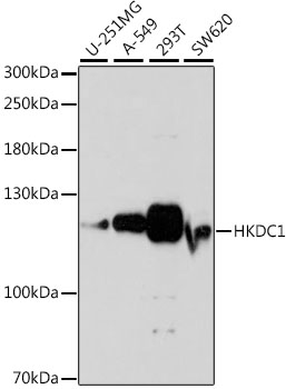 Валидация Elabscience E-AB-66860