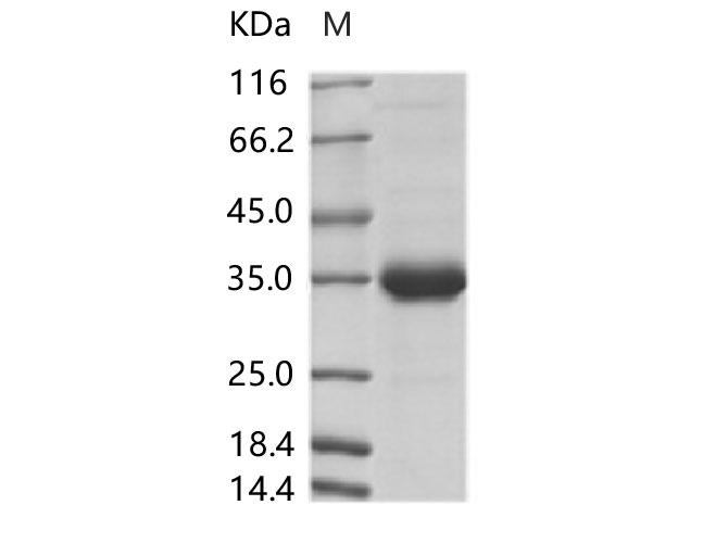 Валидация Elabscience PKSV030268(6034)
