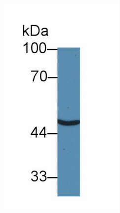 9138