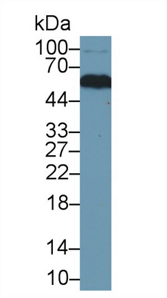 9704