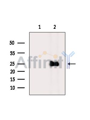Валидация Affinity DF16117 - 12702