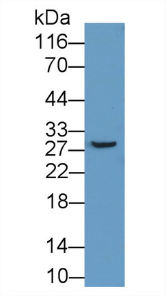 57288