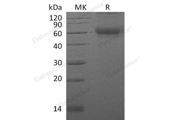 Валидация Elabscience PKSM040294(4306)