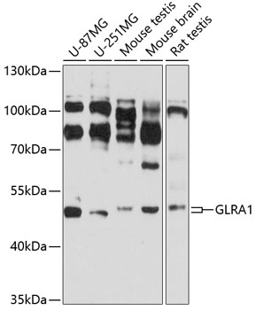 Валидация Elabscience E-AB-92499