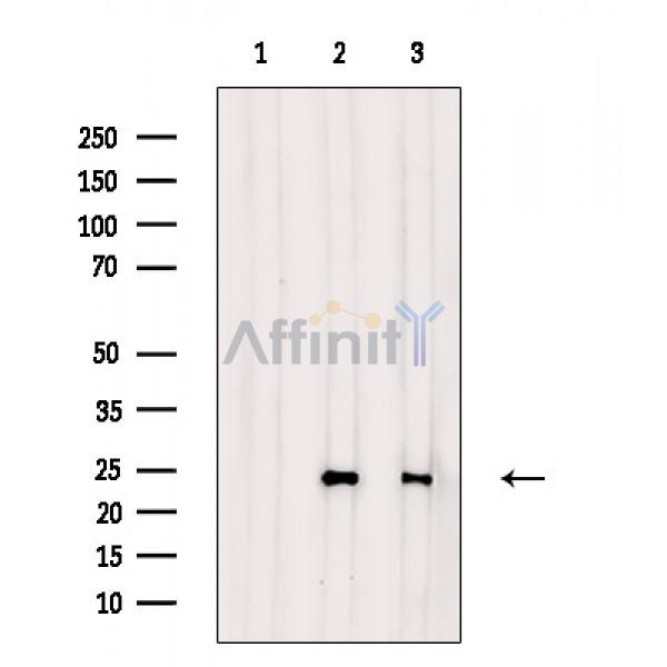 Валидация Affinity DF3924 - 15110