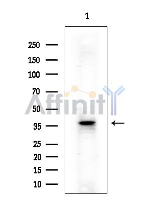 Валидация Affinity DF4172 - 15509