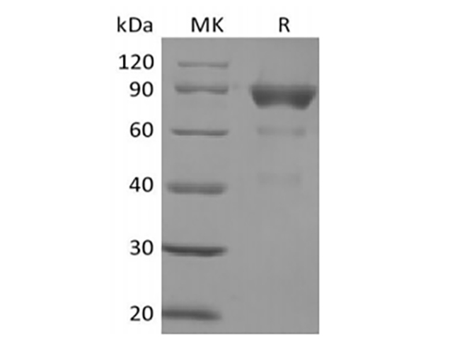 Валидация Elabscience PKSH033926(4155)