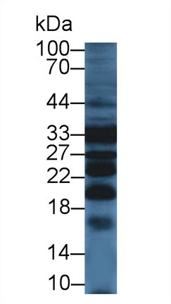 12893