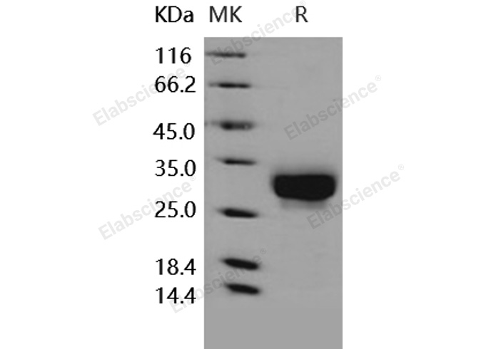 Валидация Elabscience PKSH030294(1239)
