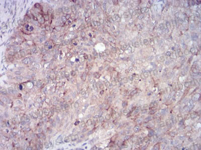 Валидация AntibodySystem RHN94501 (3980)
