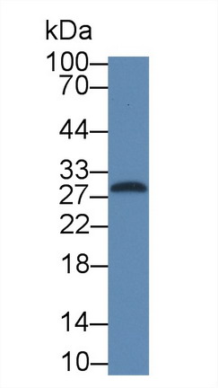10532