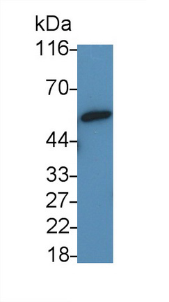 13518