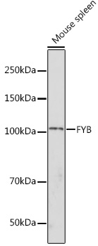 Валидация Elabscience E-AB-91397