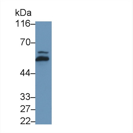 10805