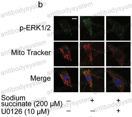 Валидация IF - AntibodySystem RHD73601 (700)