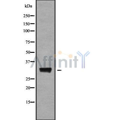 Валидация Affinity DF10155 - 5684