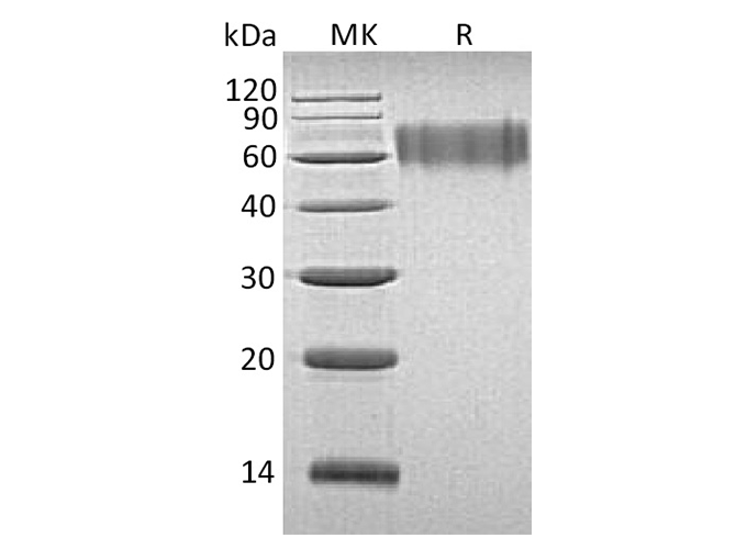 Валидация Elabscience PKSH033352(3683)