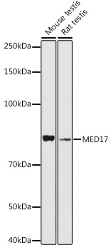 Валидация Elabscience E-AB-92905