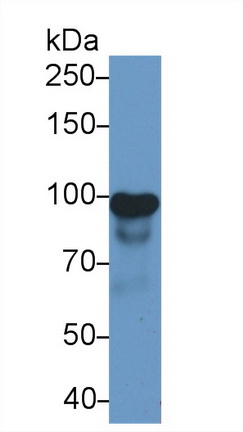 14806