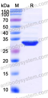 YHJ53902, SDS-PAGE