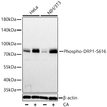 AP1573, вестерн-блоттинг, лизаты клеток HeLa и NIH/3T3 (25204)
