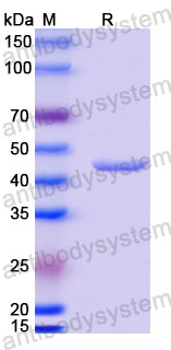 Валидация SDS-PAGE - AntibodySystem RVV13406