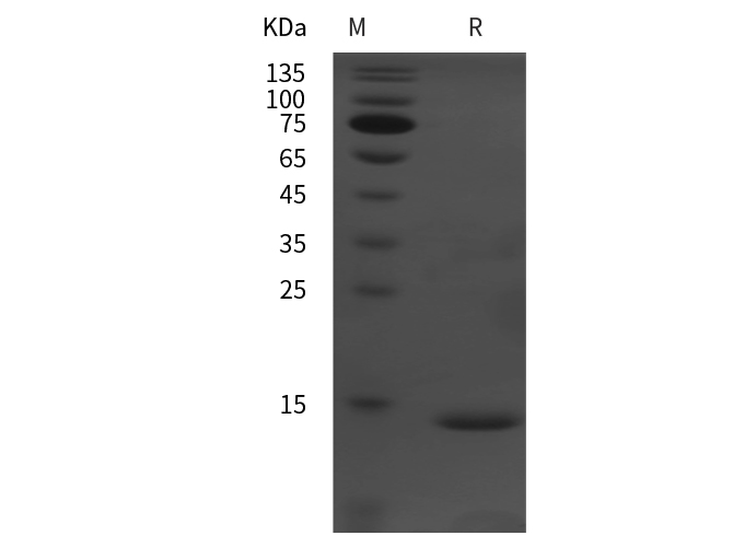 Валидация Elabscience PDEH100842(278)