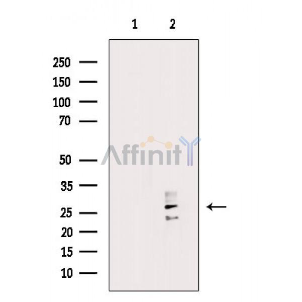 Валидация Affinity AF6778 - 4021