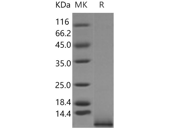 Валидация Elabscience PKSM040958(4897)