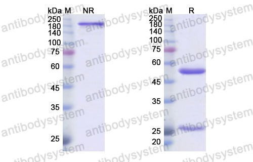 Валидация SDS-PAGE - AntibodySystem DHD68911