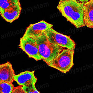 Валидация IF - AntibodySystem RHC88002